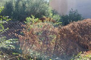 Terreno Edificabile - Paternò