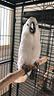 cacatua-alba-ed-altri-pappagalli