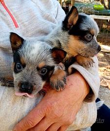 Australian Cattledog cuccioli