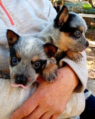 Australian Cattledog cuccioli