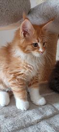 Maine Coon