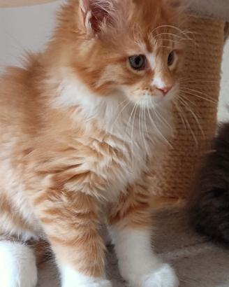 Maine Coon