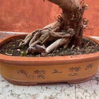 Vaso bonsai rettangolare 54x37
