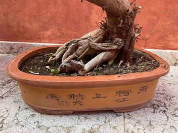 Vaso bonsai rettangolare 54x37