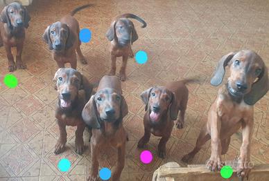 Cuccioli dachsbrake (simil)