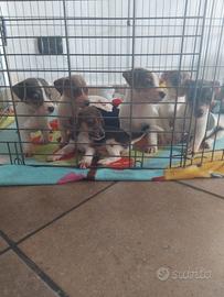 Cuccioli jack russel