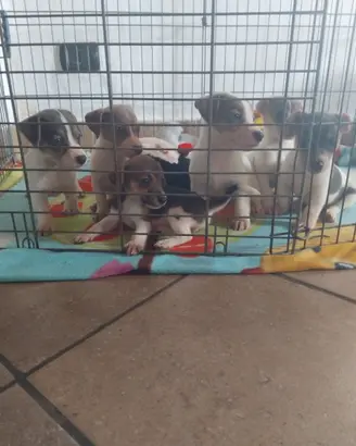Cuccioli jack russel