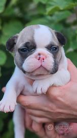 Cuccioli bulldog francese