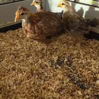 Pulcinotti Legbar / Oliver menta