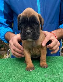 Boxer cuccioli