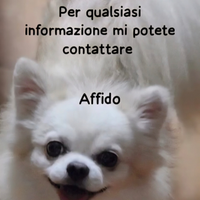 Chihuahua in affido