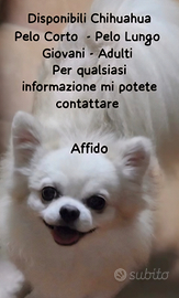 Chihuahua in affido