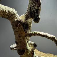 Clamidosauro (Chlamydosaurus kingii)