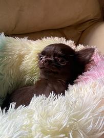 Chihuahua cuccioli