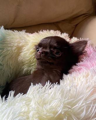 Chihuahua cuccioli