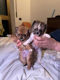 Cuccioli di Spitz