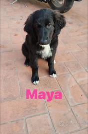 Maya e oliver teneri cuccioli