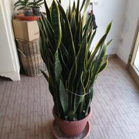 pianta Sanseveria o lingua di sucera