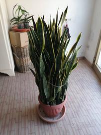 pianta Sanseveria o lingua di sucera