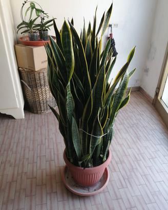 pianta Sanseveria o lingua di sucera