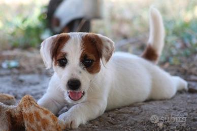 Jack russell terrier