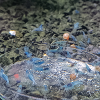 Neocaridine Blue Jelly. Caridine per acquario