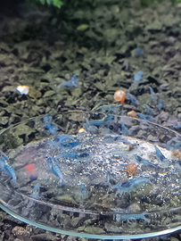 Neocaridine Blue Jelly. Caridine per acquario