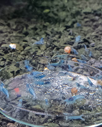Neocaridine Blue Jelly. Caridine per acquario