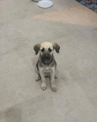 Cucciolo di Malinois 2-3 mesi