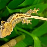 Baby geco Ciliatus, teca, insetti