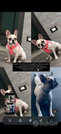 Bulldog francese femmina età 1anno