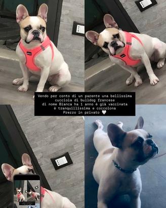 Bulldog francese femmina età 1anno