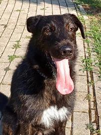 Dolcissimo cucciolo di 4 anni