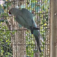 Parrocchetti diverse mutazioni