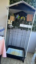 5 Cocorite con gabbia grande