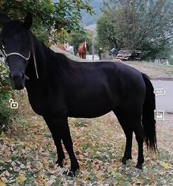 Cavalla nera domata - Animali In vendita a Bologna