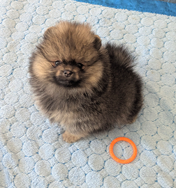 Cuccioli di Pomerania con pedigree enci