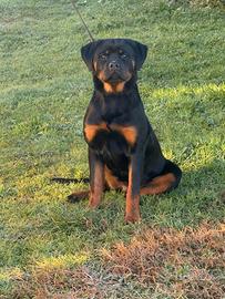 Rottweiler cucciola