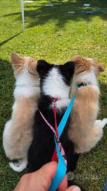 Border collie cuccioli con pedigree