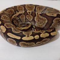 Splendido Pitone Ghi Fire