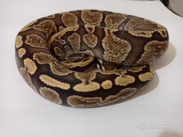 Splendido Pitone Ghi Fire