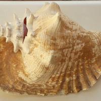 Grande Conchiglia Vintage di Mare 