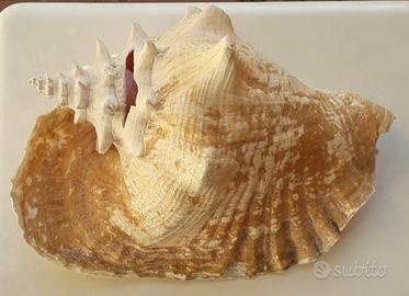 Grande Conchiglia Vintage di Mare 