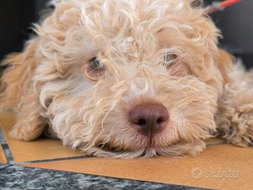 Cucciolo di lagotto romagnolo con pedigree