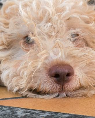 Cucciolo di lagotto romagnolo con pedigree