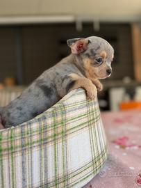 Chihuahua toy blu merle tan pelo corto