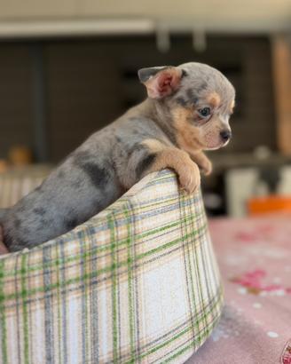 Chihuahua toy blu merle tan pelo corto