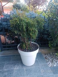 Piante grasse 