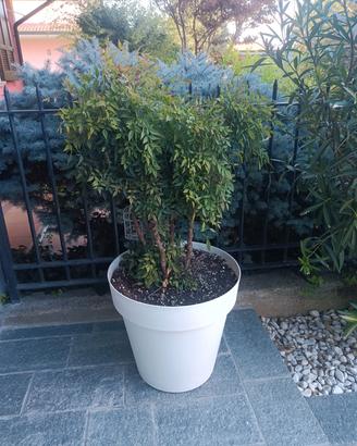 Piante grasse 