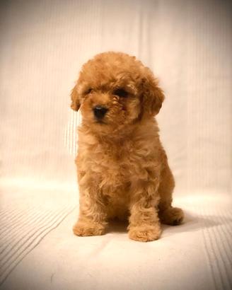 Cucciolini Barboncino nano e toy maschi